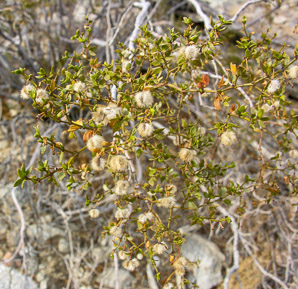 Larrea tridentata (creosote bush, chaparral)