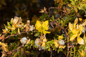 Larrea tridentata (creosote bush, chaparral)