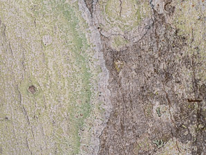 Lecanora thysanophora (mapledust lichen)