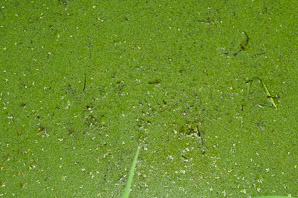 Lemna minor (common duckweed)