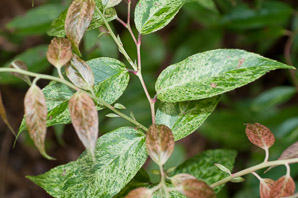 Leucothoe fontanesiana (dog-hobble, mountain doghobble, drooping laurel, fetterbush, highland dog-laurel, highland doghobble)