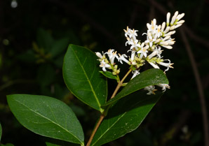 Ligustrum vulgare (privet, common privet, European privet)