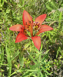 Lilium philadelphicum (wood lily, prairie lily)
