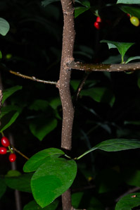 Lindera benzoin (spicebush, northern spicebush)