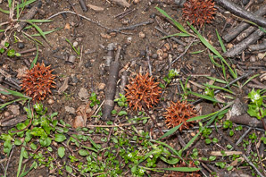 Liquidambar styraciflua (American sweetgum, redgum, sweetgum, starleaf-gum)