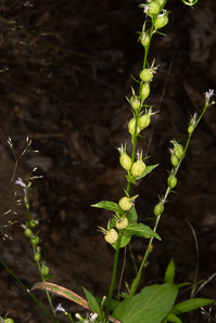 Lobelia inflata (bladderpod, Indian tobacco, wild tobacco, pukeweed, asthma weed, vomitwort, Indian-tobacco)