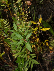 Lysimachia terrestris (swamp candles, bog loosestrife, lake loosestrife, earth loosestrife, bulbil loosestrife)