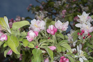 Malus spectabilis (Chinese crab, Asiatic apple)