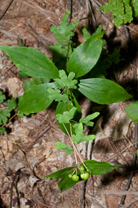 Medeola virginiana (Indian cucumber-root, Indian cucumber)