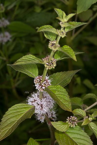 Mentha arvensis (field mint, wild mint, corn mint)