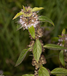 Mentha arvensis (field mint, wild mint, corn mint)