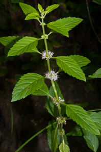 Mentha arvensis (field mint, wild mint, corn mint)