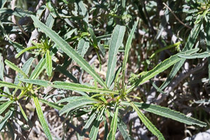 Mirabilis linearis (linearleaf four-o’clock, narrow-leaved umbrella-wort, narrowleaf four o’clock)