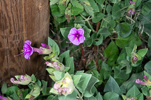 Mirabilis multiflora (Colorado four o’clock, showy four o’clock)