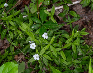 Moehringia lateriflora (blunt-leaved grove-sandwort, bluntleaf sandwort)