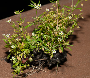 Mollugo verticillata (carpetweed, green carpetweed, Indian chickweed)