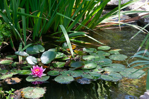 Nymphaea ⨉