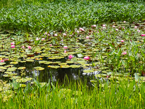 Nymphaea ⨉