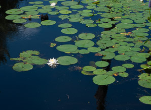 Nymphaea odorata (fragrant water lily, beaver root, American white waterlily)