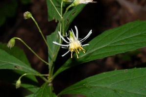 Oclemena acuminata (whorled wood aster, mountain aster, sharp-leaved aster)