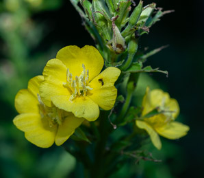 Oenothera biennis (common evening primrose)