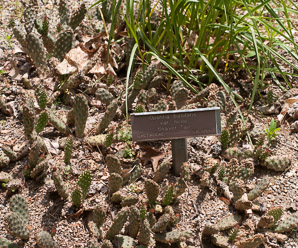 Opuntia basilaris (beavertail cactus, beavertail pricklypear)