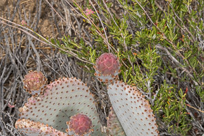 Opuntia basilaris (beavertail cactus, beavertail pricklypear)