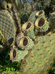 Opuntia galapageia (Galápagos prickly pear, tree prickly pear)