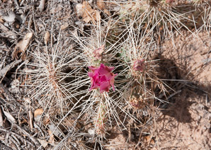 Opuntia phaeacantha (desert prickly pear, tulip prickly pear, brown-spine prickly pear, tulip pricklypear)