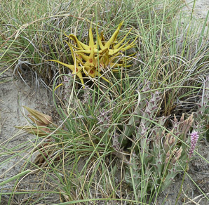 Orbea lutea (yellow carrion flower)