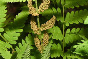 Osmunda claytoniana (interrupted fern)