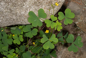 Oxalis dillenii (oxalis, common yellow wood-sorrel, common yellow woodsorrel, yellow wood-sorrel, common yellow oxalis, slender yellow woodsorrel)
