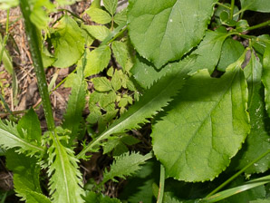 Packera schweinitziana (New England groundsel, Schweinitz’s ragwort)