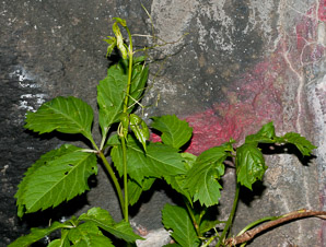 Parthenocissus quinquefolia (Virginia creeper)