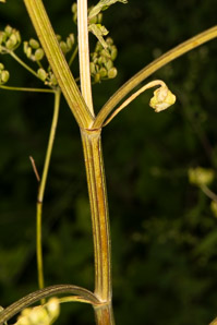 Pastinaca sativa (parsnip, wild parsnip)