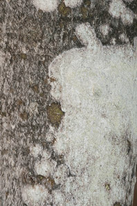 Phlyctis argena (whitewash lichen, blemished lichen)