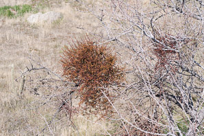 Phoradendron californicum (desert mistletoe, mesquite mistletoe)