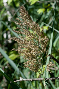 Phragmites australis (phragmites, common reed)