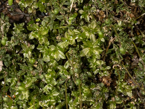 Plagiomnium cuspidatum (toothed plagiomnium moss)