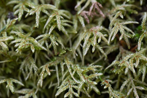 Pleurozium schreberi (Schreber’s moss, feather moss, red-stemmed feather moss, Schreber’s big red stem moss)