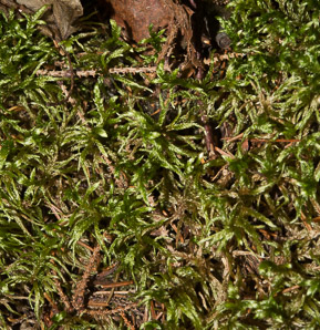 Pleurozium schreberi (Schreber’s moss, feather moss, red-stemmed feather moss, Schreber’s big red stem moss)