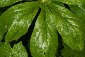 Podophyllum peltatum (mayapple, mandrake root, American mandrake, raccoon berry, wild lemon, Indian apple, duck’s foot, hog apple, umbrella plant, ground lemon)