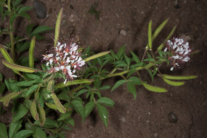 Polanisia dodecandra (large-flowered redwhisker clammyweed, sandyseed clammyweed)