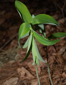 Polygonatum biflorum (smooth Solomon’s-seal, King Solomon’s-seal, great Solomon’s seal, smooth Solomon’s seal)