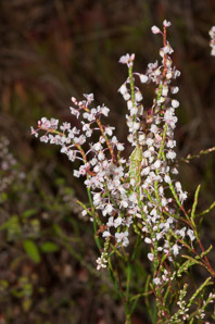 Polygonella articulata (sand jointweed, coastal jointweed)