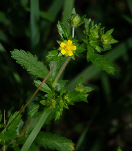 Potentilla intermedia (downy cinquefoil)