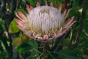 Protea L. (protea)