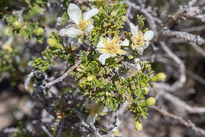 Purshia tridentata (antelope bitterbrush, bitterbrush, antelope bush)