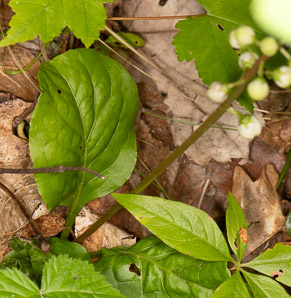 Pyrola elliptica (pyrola, shinleaf, common shinleaf, waxflower shinleaf)