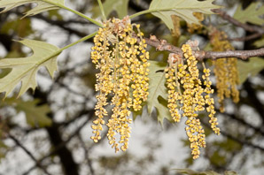 Quercus velutina (Eastern black oak, black oak, yellow oak)